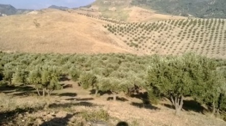 TERRITORIO ARPOL OP PER LA PRODUZIONE OLIO EXTRA VERGINE DI OLIVA