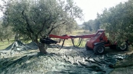 TERRITORIO ARPOL OP PER LA PRODUZIONE OLIO EXTRA VERGINE DI OLIVA